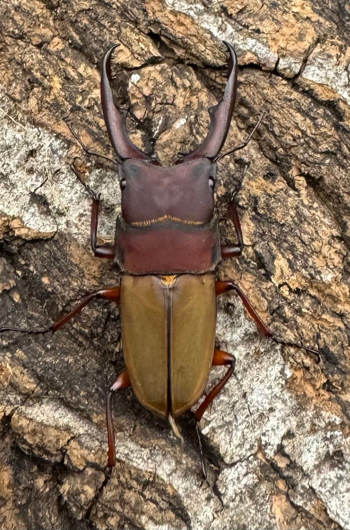 《ブルメイスターホソクワ ペア》コロ助氏ブリード個体