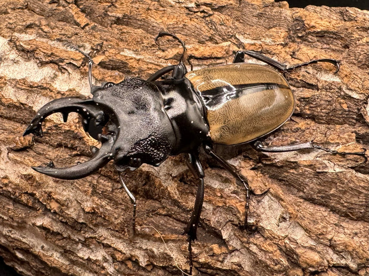 【WD】《ルデキンツヤクワガタ 70mm ペア》