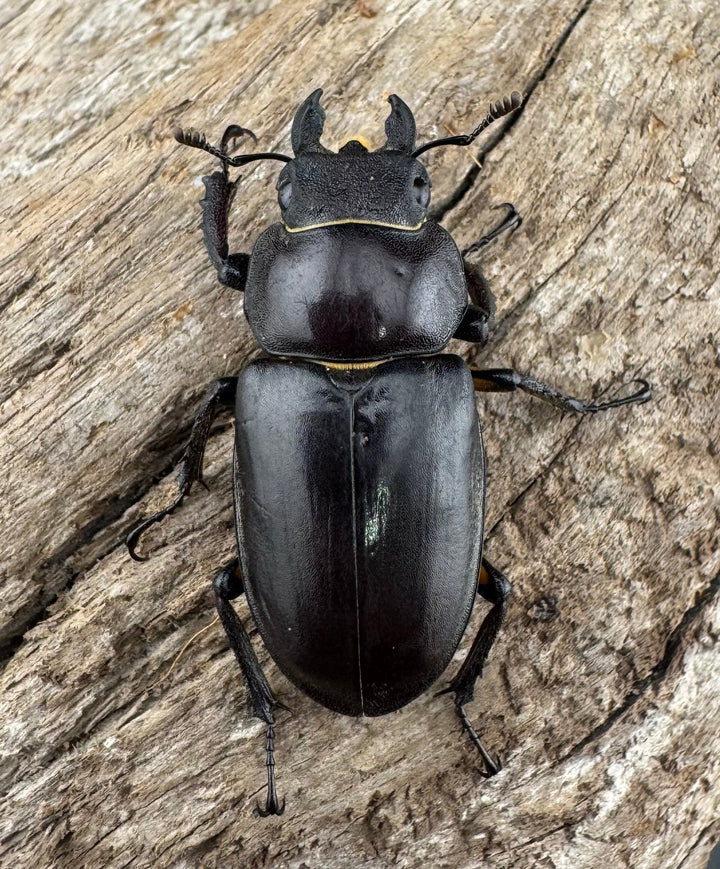 【WD】《ディボウスキーミヤマ原名亜種（チョウセンミヤマ） 遼寧省産 60mm ペア》