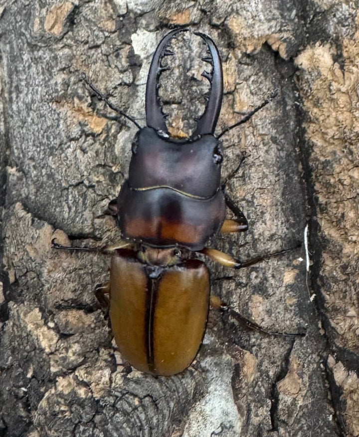 【WF1】《ブルイジンノコギリ タリアブ島産 35mm ペア》Moro氏ブリード個体
