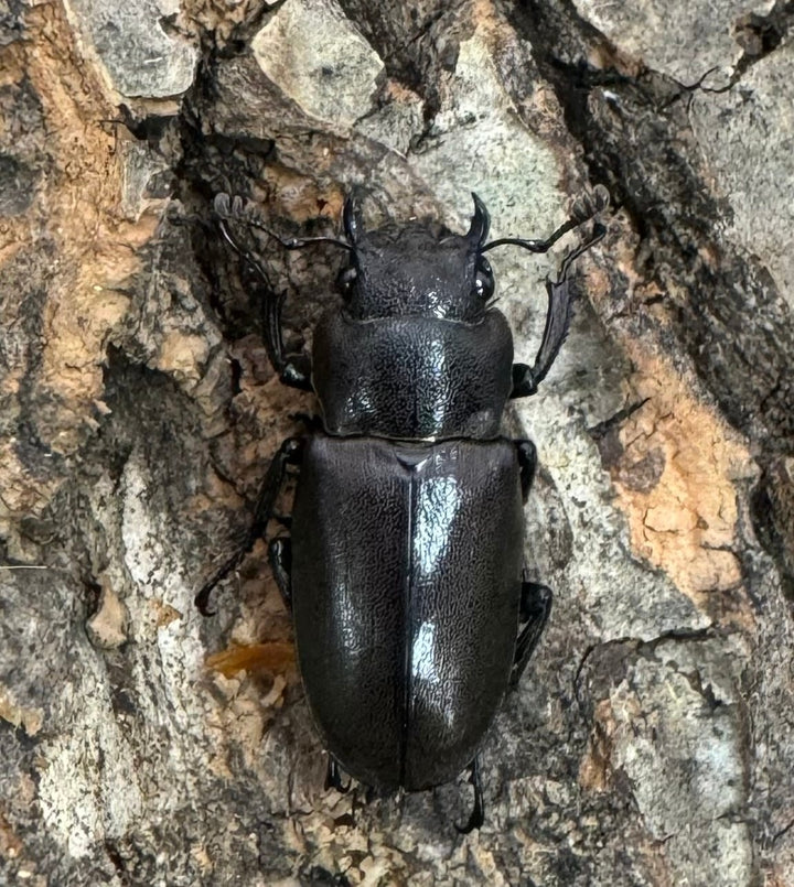 【WD】《メタリフェルホソアカ 85.5mm ペア》