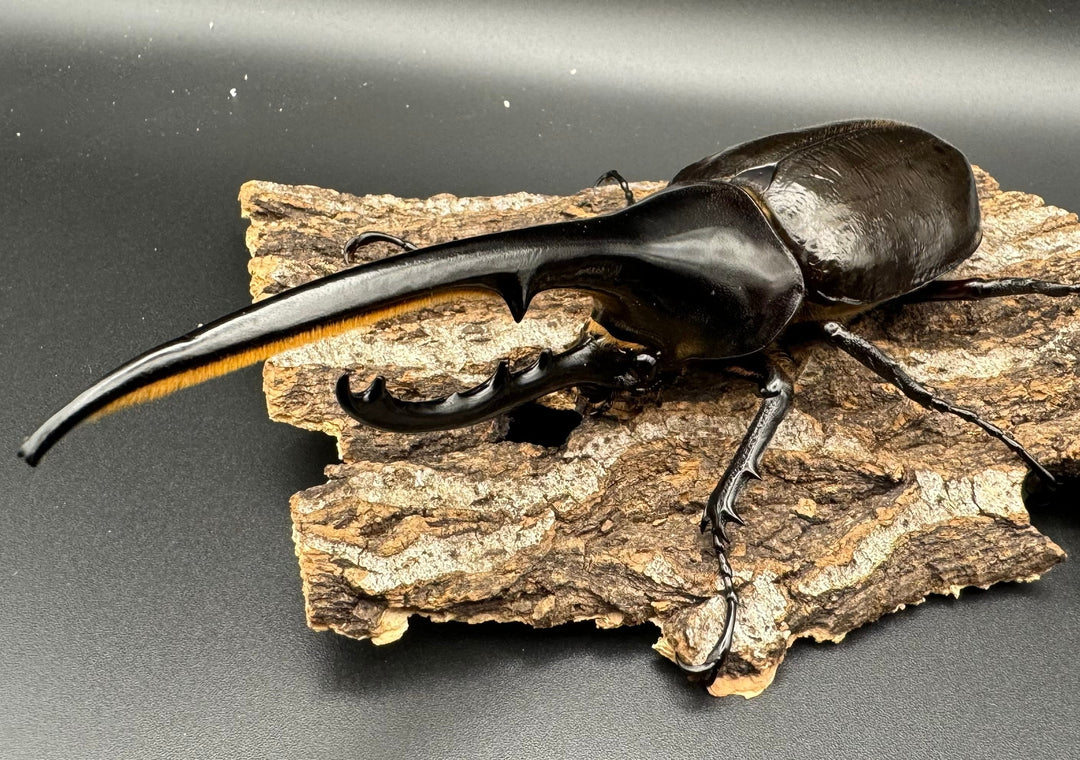 《ヘラクレス・ヘラクレス 144mm ペア》