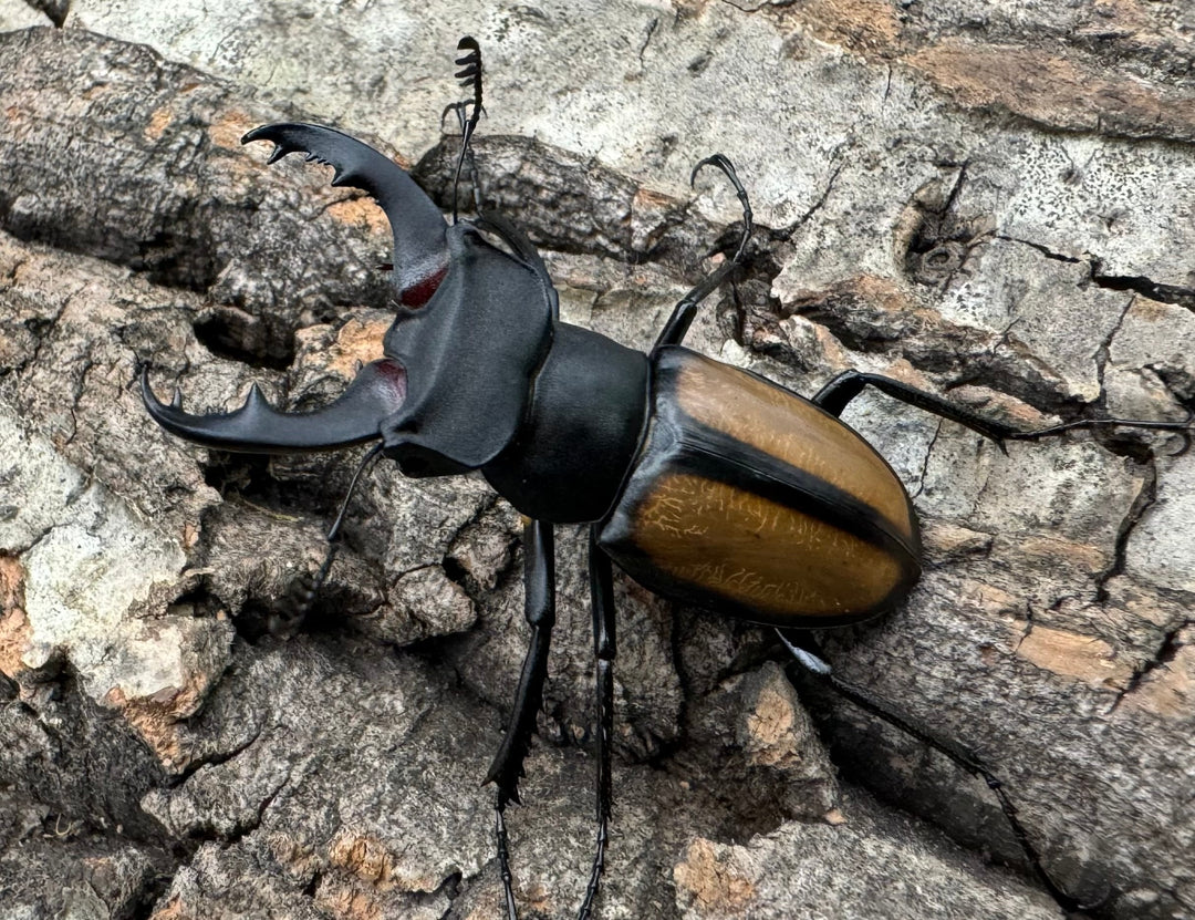 【WD】《パリーミヤマクワガタ 40mm ペア》