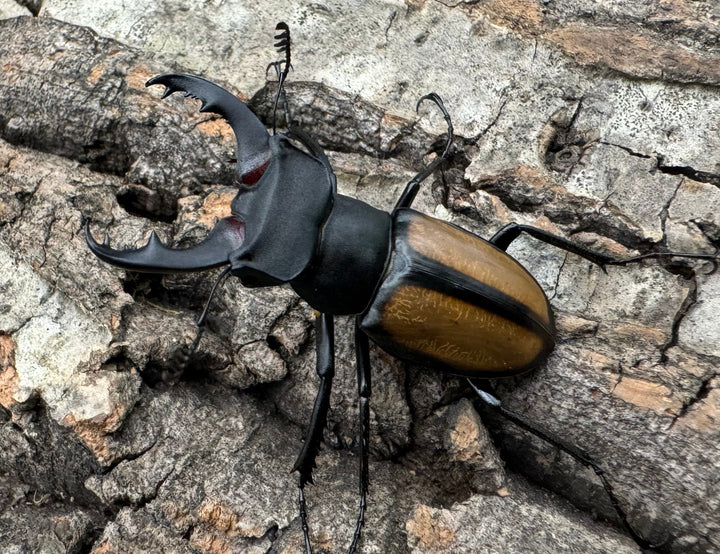 【WD】《パリーミヤマクワガタ 40mm ペア》