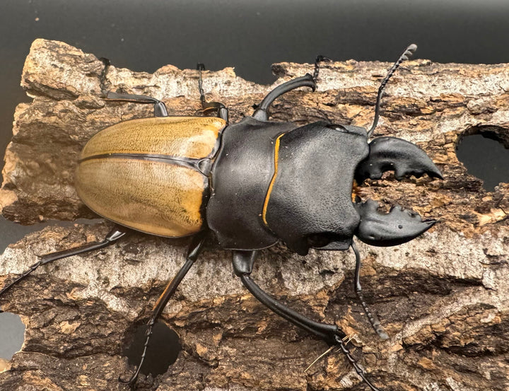 【WD】《カステルナウディツヤクワガタ 72.5ｍｍ ペア》