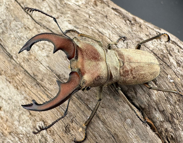 【WD】《スズムラホソアカ ロハス産 40mm ペア》②