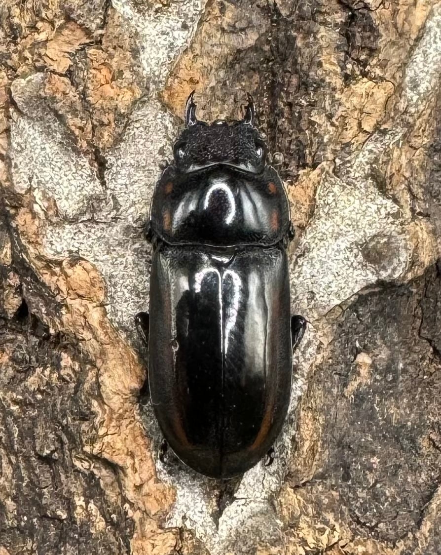 【WF1】《フルボノタトゥスコクワ 32mm ペア》