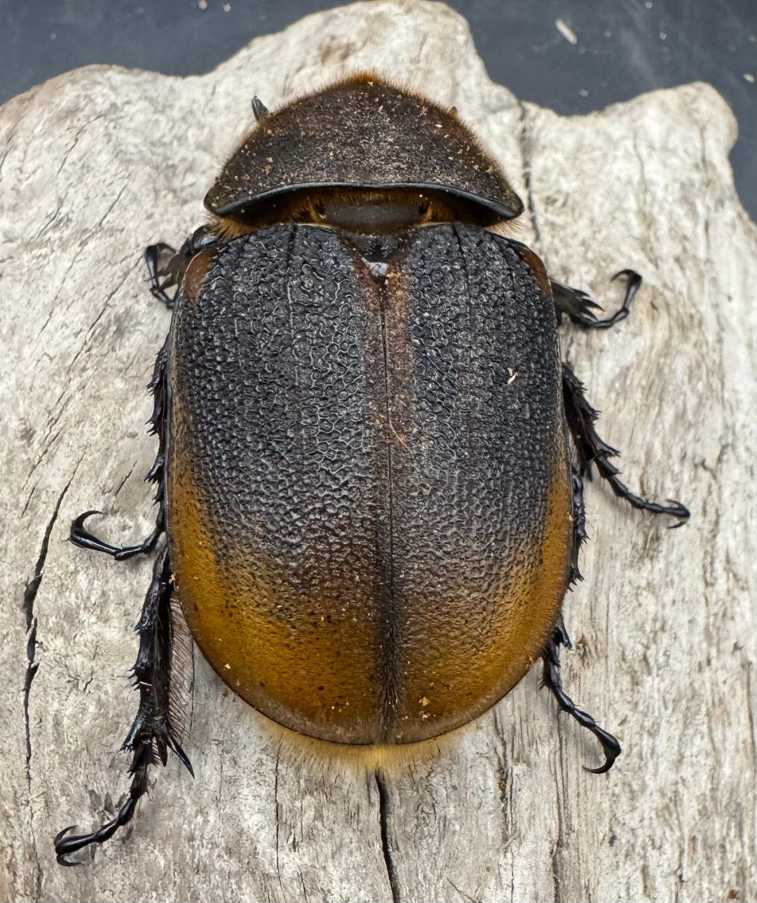 《 ヘラクレス・エクアトリアヌス 煌血統 128mm B品ペア》inohiro109氏ブリード個体