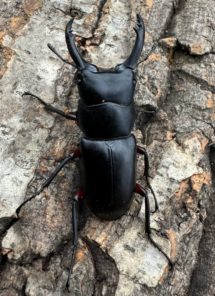 【WD】《アカアシクワガタ 山梨県産 45.5mm ペア》