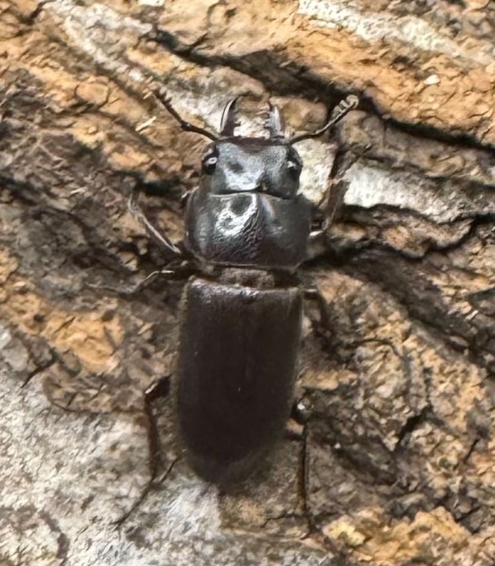 【WD】《パッサロイデスノコギリ Free ペア》