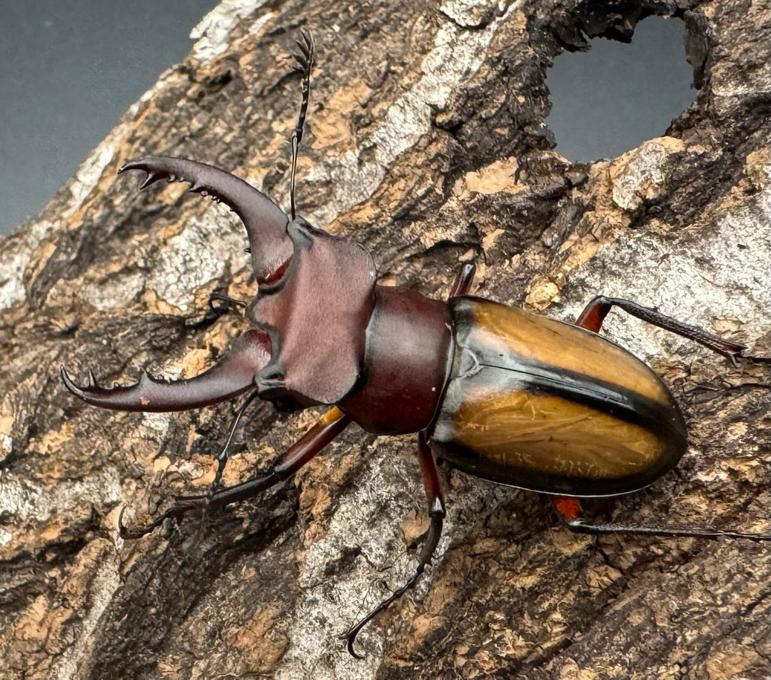 【WD】《ラエトゥスミヤマ 38mm ペア》