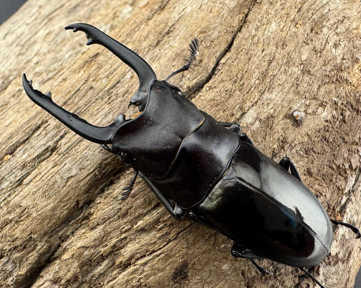 【WD】《ブッダノコギリ ボアク島産 49mm ペア》