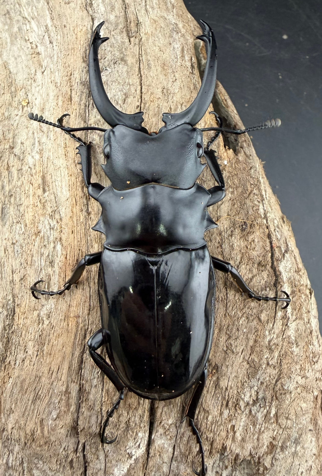 【WD】《ダールマンツヤクワガタ亜種セレベンシス 82mm ペア》