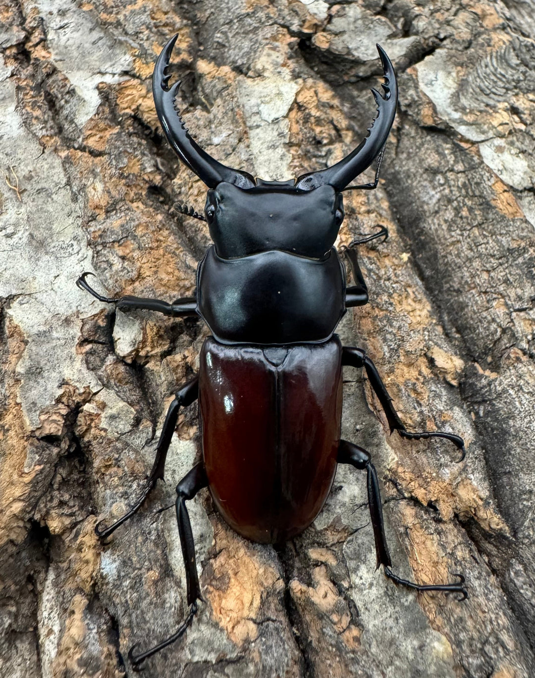 【WF2】《アローコクワ亜種ノブヒロイ 57mm ♂♀♀トリオ》