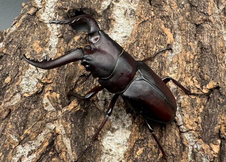 【WF1】《本土ノコギリクワガタ 滋賀産 ペア》