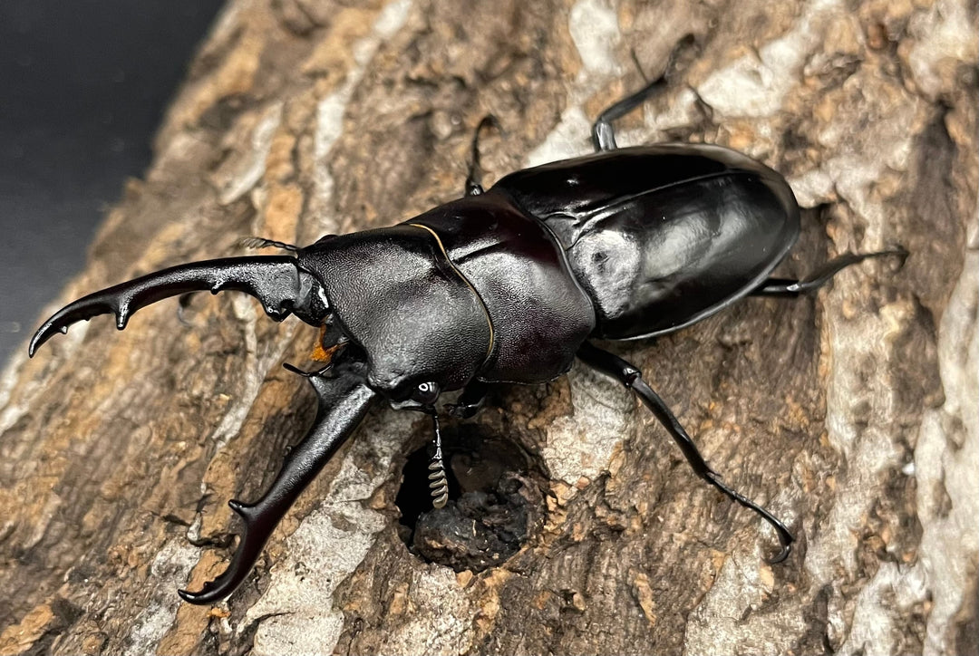 【WD】《アドゥンクスフタマタミャンマー北部亜種 66mm B品ペア》