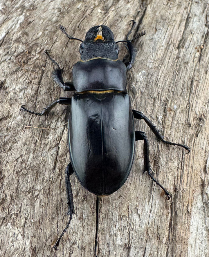 【WD】《シセンミヤマクワガタ 重慶市 33mm ♀単》