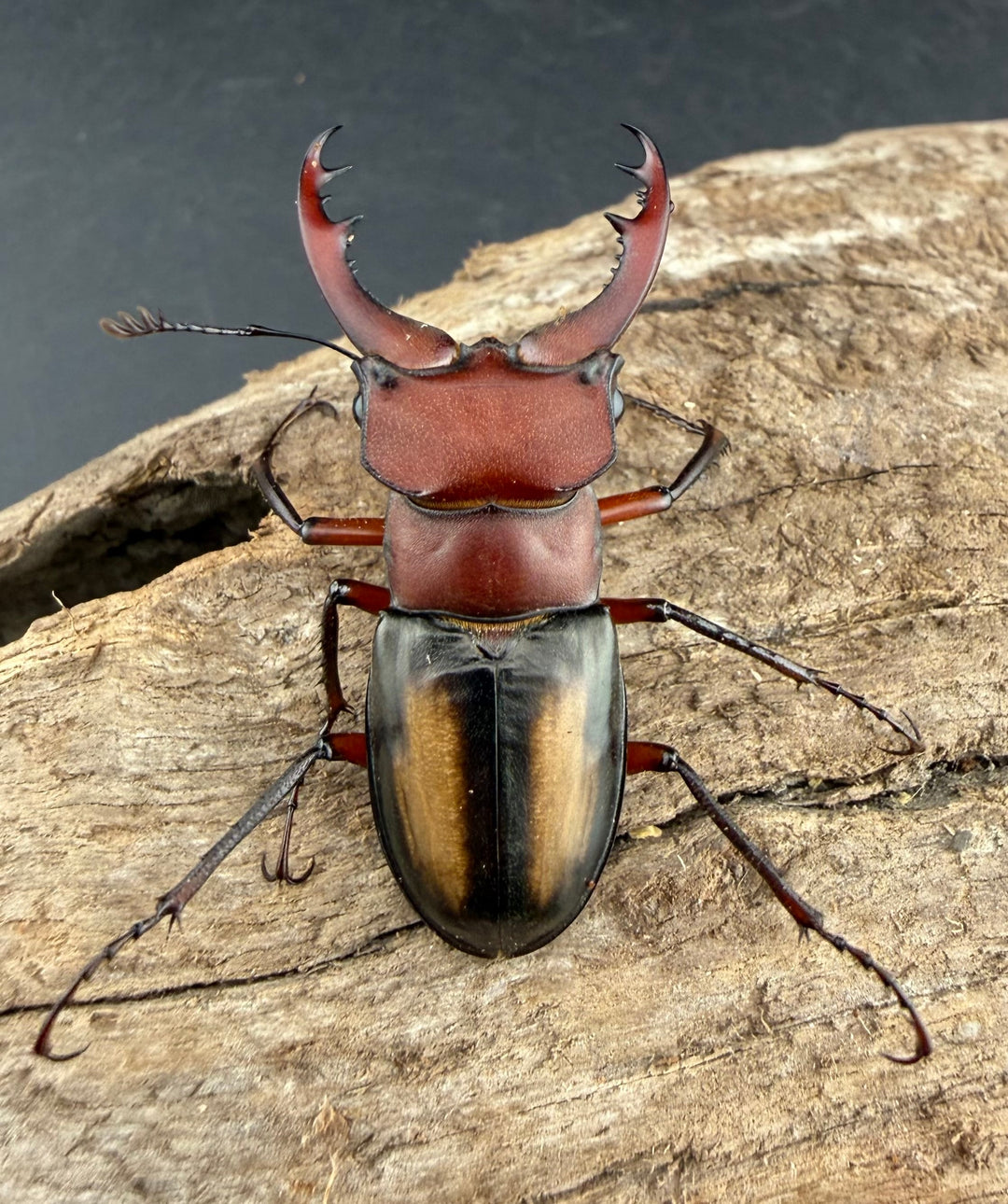 【WF2】《ラエトゥスミヤマクワガタ 41.5mm ペア》