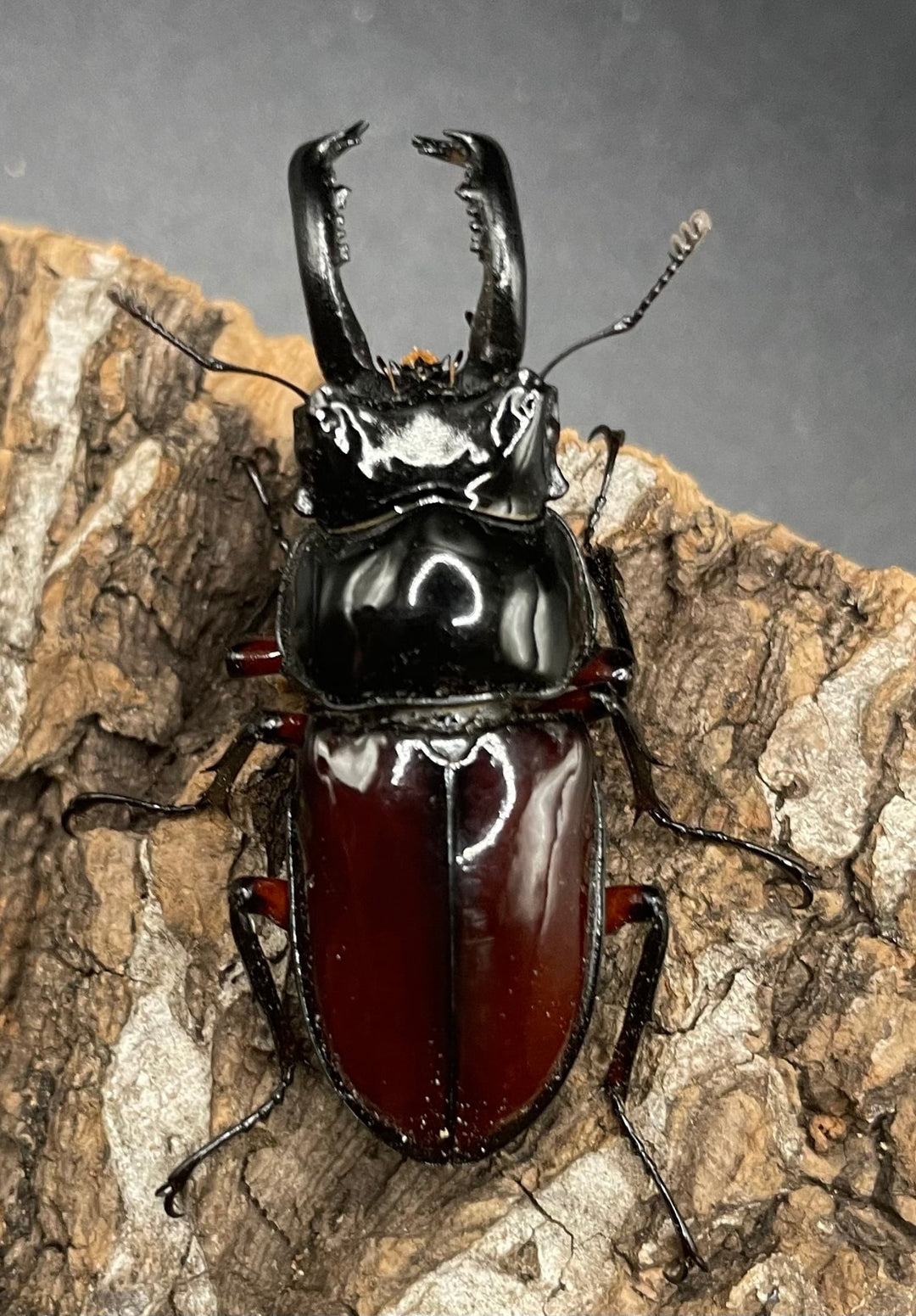 【WD】《オーベルチュールクロツヤシカクワガタ 42mm ペア》