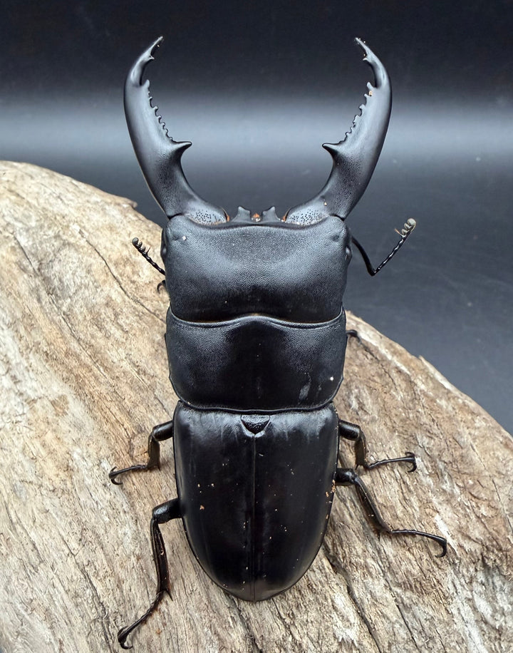 【WD】《ミンダナオヒラタ マラグサン産 85.5mm ペア》