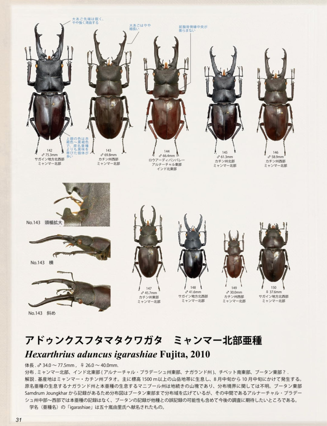 【WD】超貴重種《アドゥンクスフタマタミャンマー北部亜種 39mm ♂♀♀トリオ》