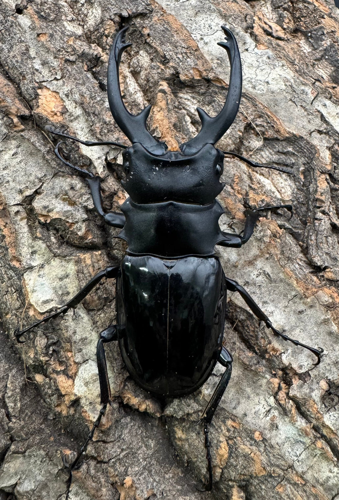 【WD】《インターメディアツヤクワガタ 78mm ペア》