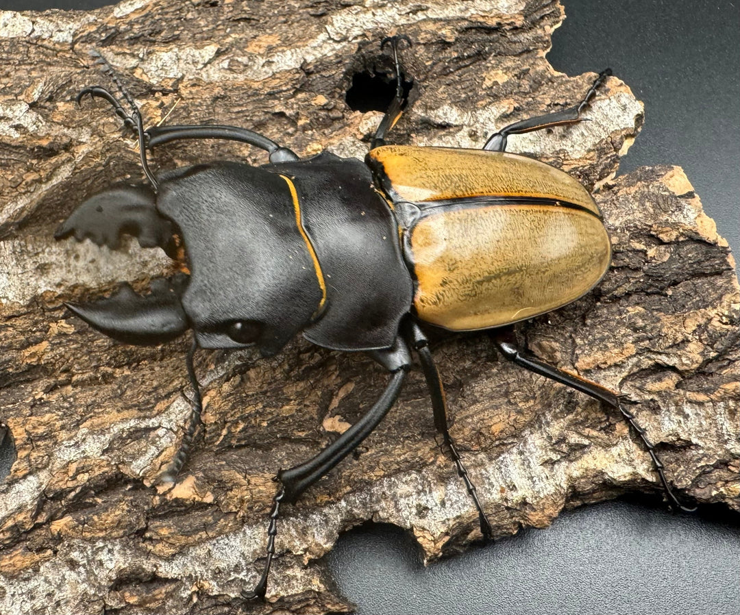 【WD】《カステルナウディツヤクワガタ 72.5ｍｍ ペア》