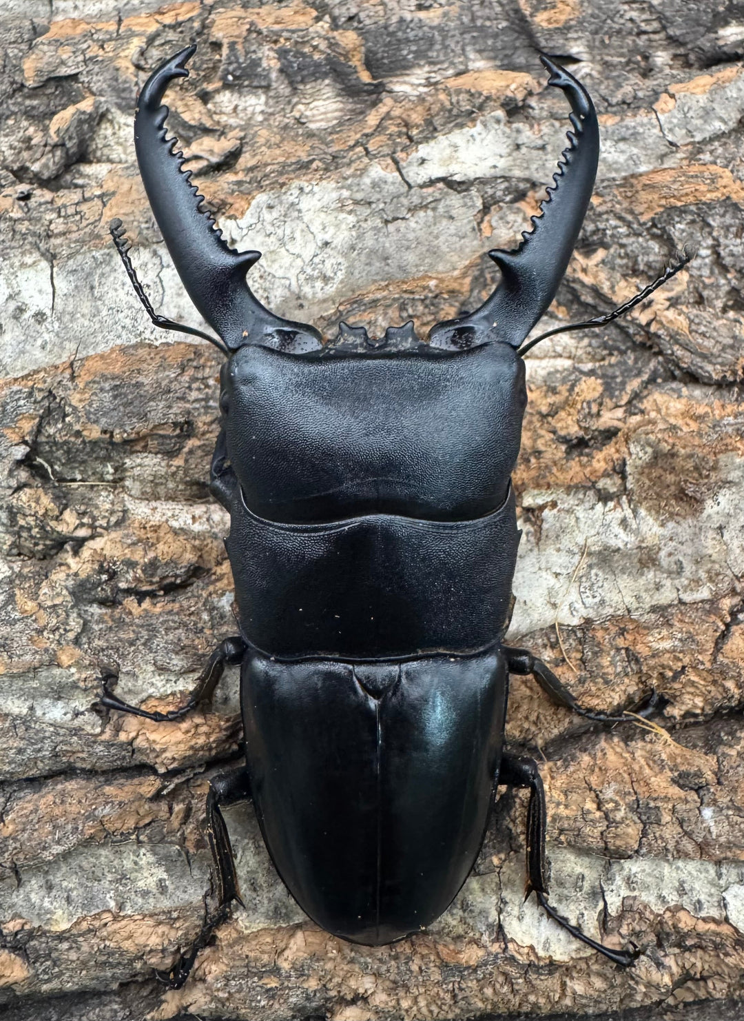 《パラワンオオヒラタクワガタ 93.1mm B品ペア》