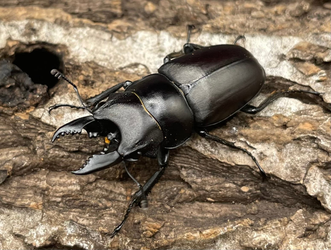 【WD】《オーエンノコギリクワガタ中国亜種melli 33.5mm ペア》