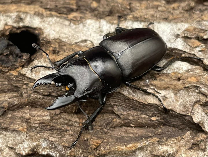 【WD】《オーエンノコギリクワガタ中国亜種melli 33.5mm ペア》