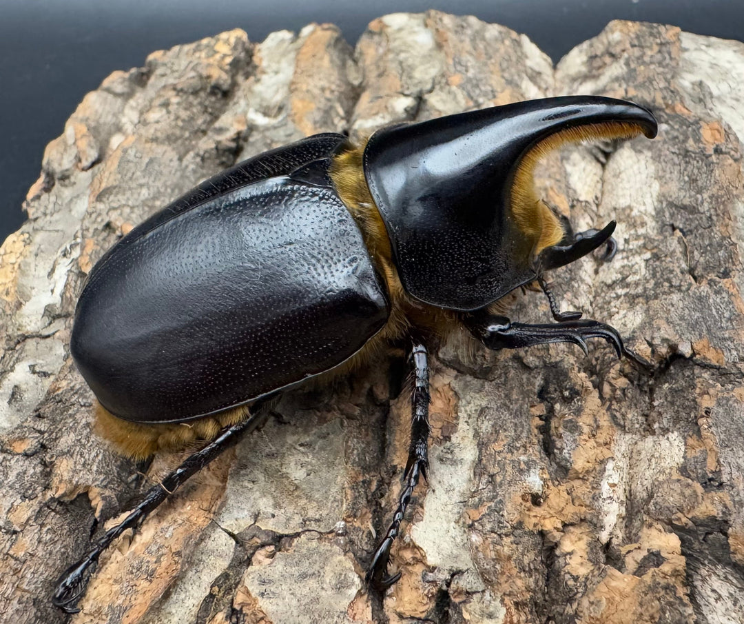 《サタンオオカブト 71mm ペア》