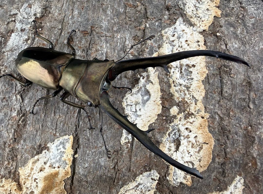 《メタリフェルホソアカ亜種イソガイ 76.5mm ♂単B品