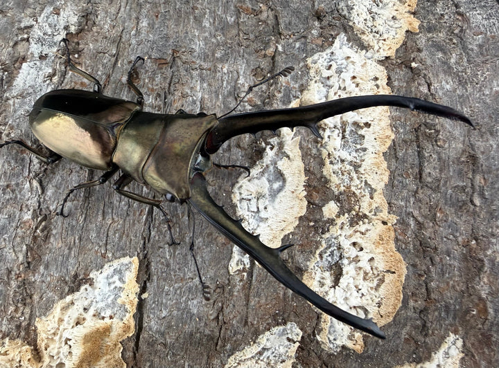 《メタリフェルホソアカ亜種イソガイ 76.5mm ♂単B品