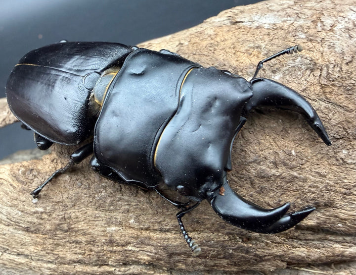 【アンバランス】《オオクワガタ 極太血統 68mm ペア》