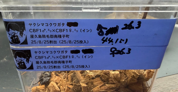 極太系《スマトラオオヒラタ 97mm ペア》クワカブの部屋三森氏ブリード個体