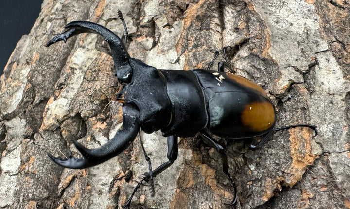 【WD】《セアカフタマタ（パリーフタマタ） 71mm ペア》