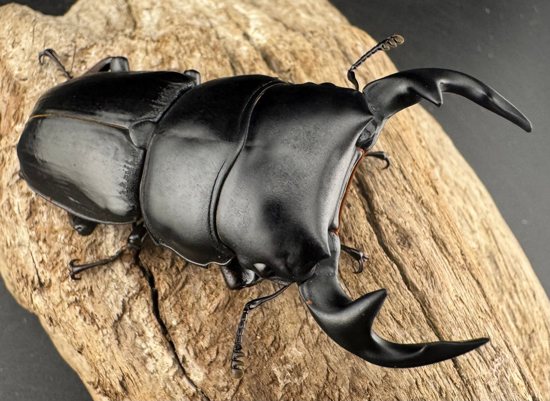 《インドグランディス亜種moriyai Garda93.3血統 73mm ペア》