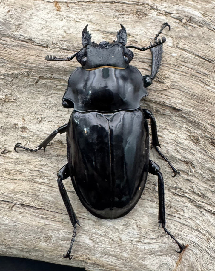 【WD】《ダールマンツヤクワガタ亜種celebensis 81.5mm ペア》