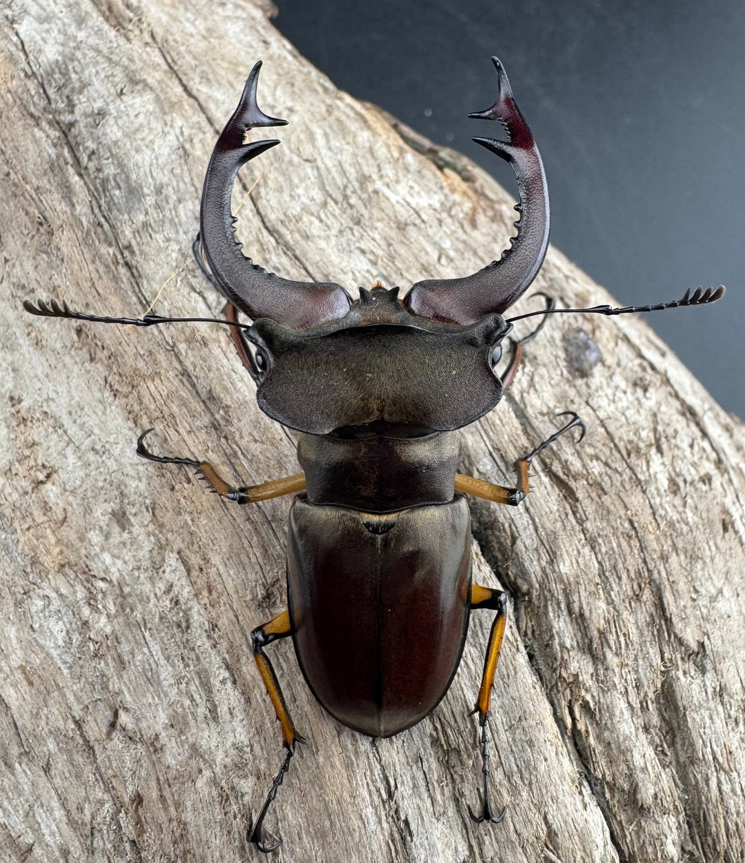 【WD】《フェアメイルミヤマ 雅安市産 57.5mm ペア》