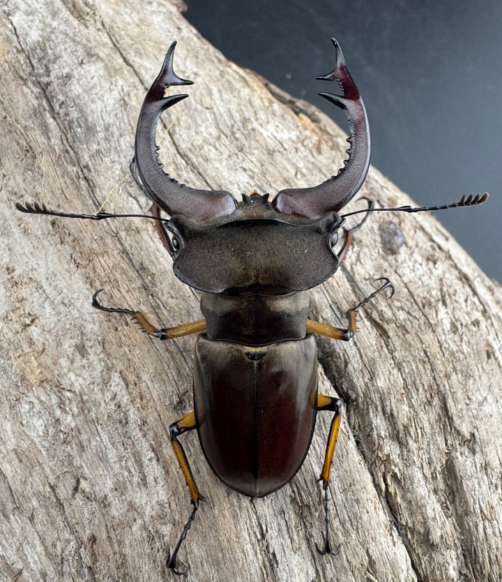 【WD】《フェアメイルミヤマ 雅安市産 57.5mm ペア》