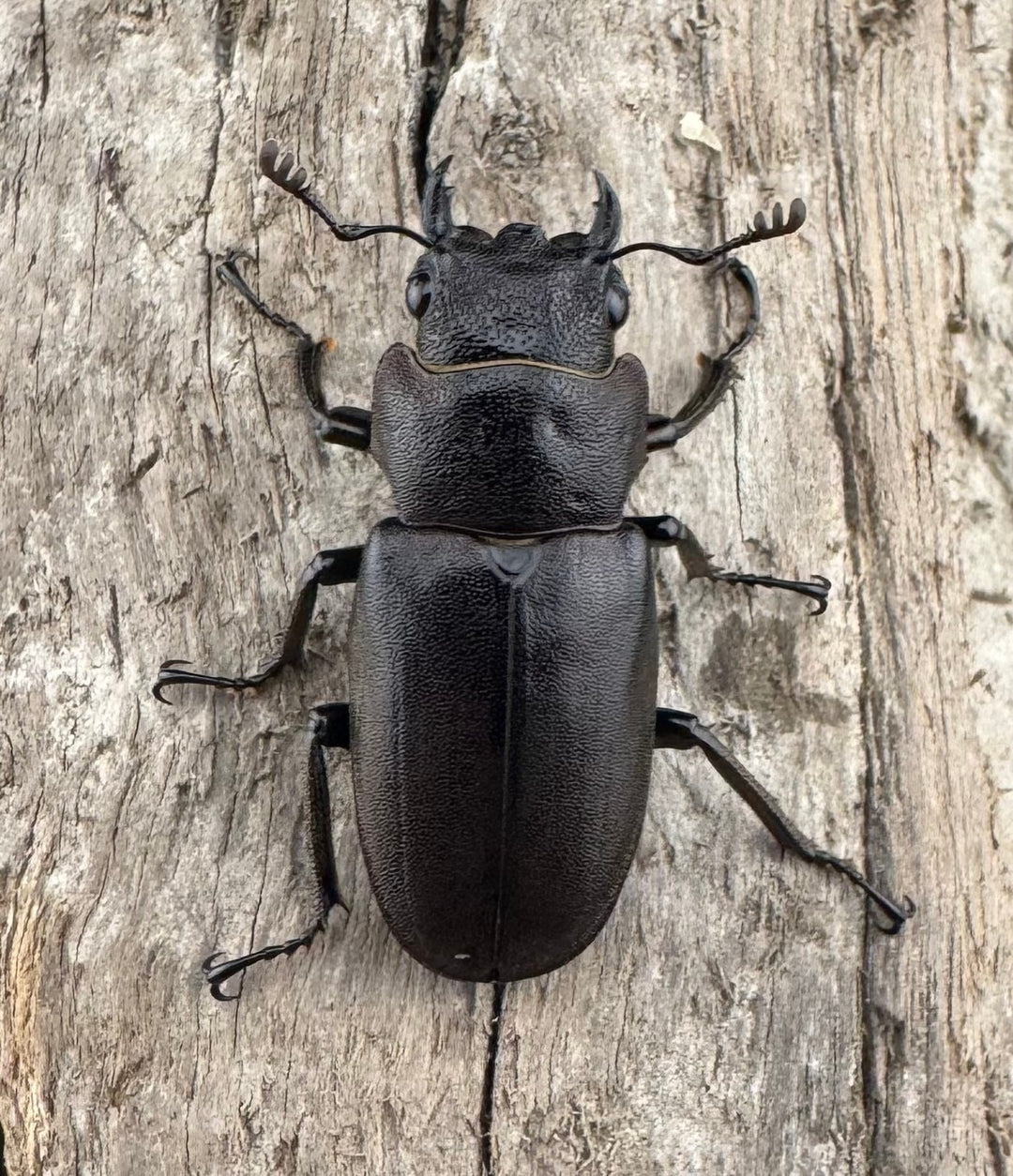 【美麗】《メタリフェルホソアカ 82mm ペア》セルヴォラン氏ブリード個体