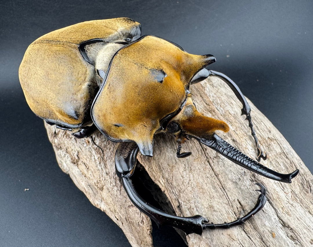 即ブリ《エレファスゾウカブト 114mm B品ペア》