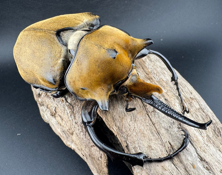 即ブリ《エレファスゾウカブト 114mm B品ペア》