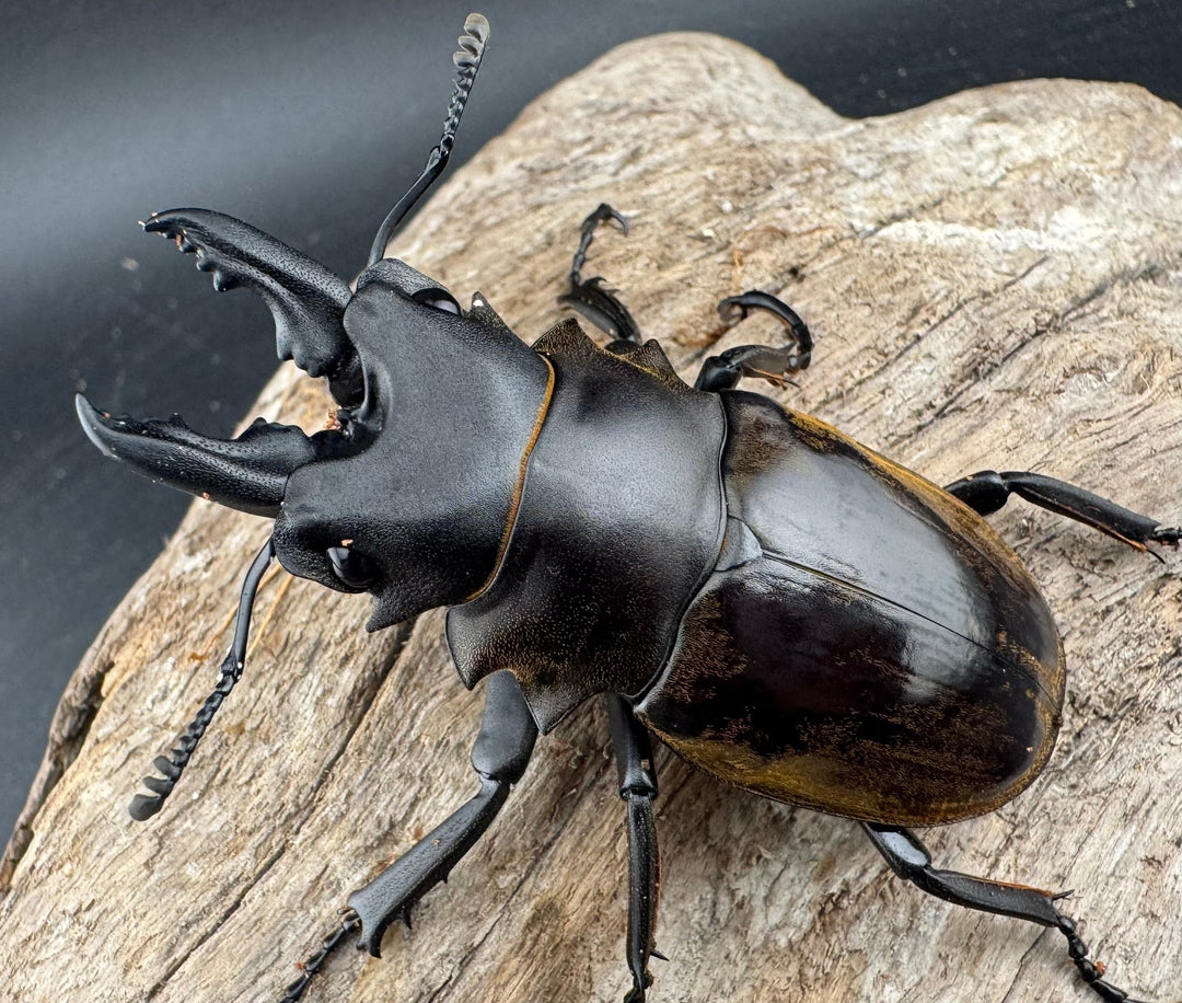 【WD】《ダールマンツヤクワガタ原名亜種 67mm A’品ペア》