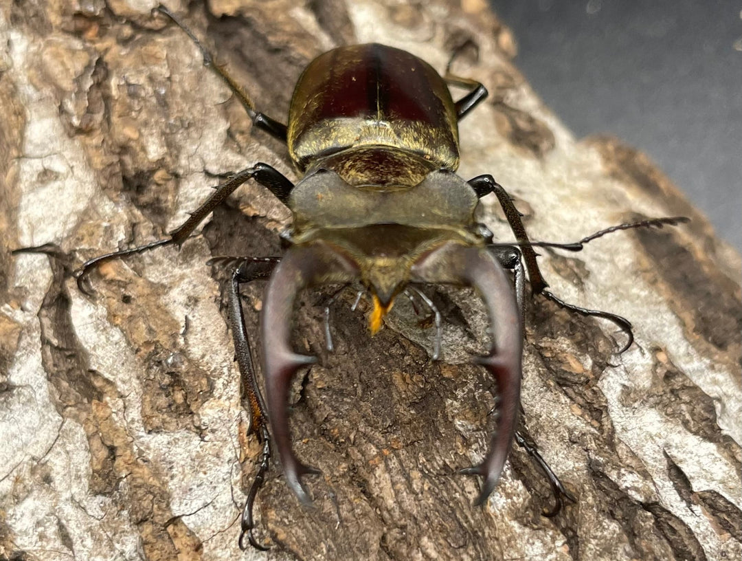 【WD】超貴重《ディルクミヤマクワガタ 50mm ペア》