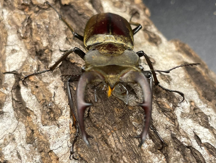 【WD】超貴重《ディルクミヤマクワガタ 50mm ペア》