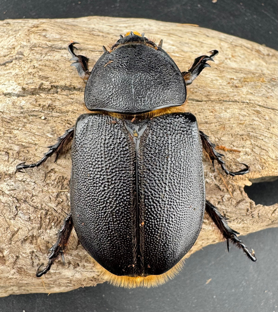 《サタンオオカブト 95mm ペア》inohiro109氏ブリード個体