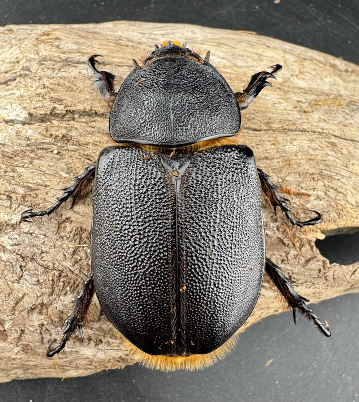 《サタンオオカブト 95mm ペア》inohiro109氏ブリード個体