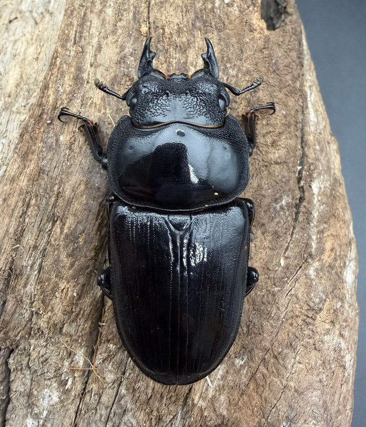 《オオクワガタ 能勢SR血統 53mm ♀単》