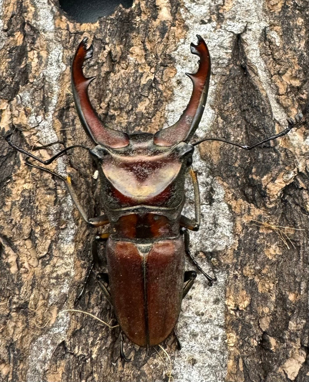 【WD】《ズベールホソアカ ミンダナオ産 52mm ペア》